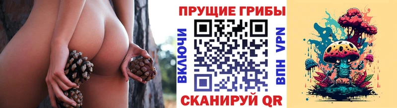 Псилоцибиновые грибы Cubensis Купить закладки Чадан